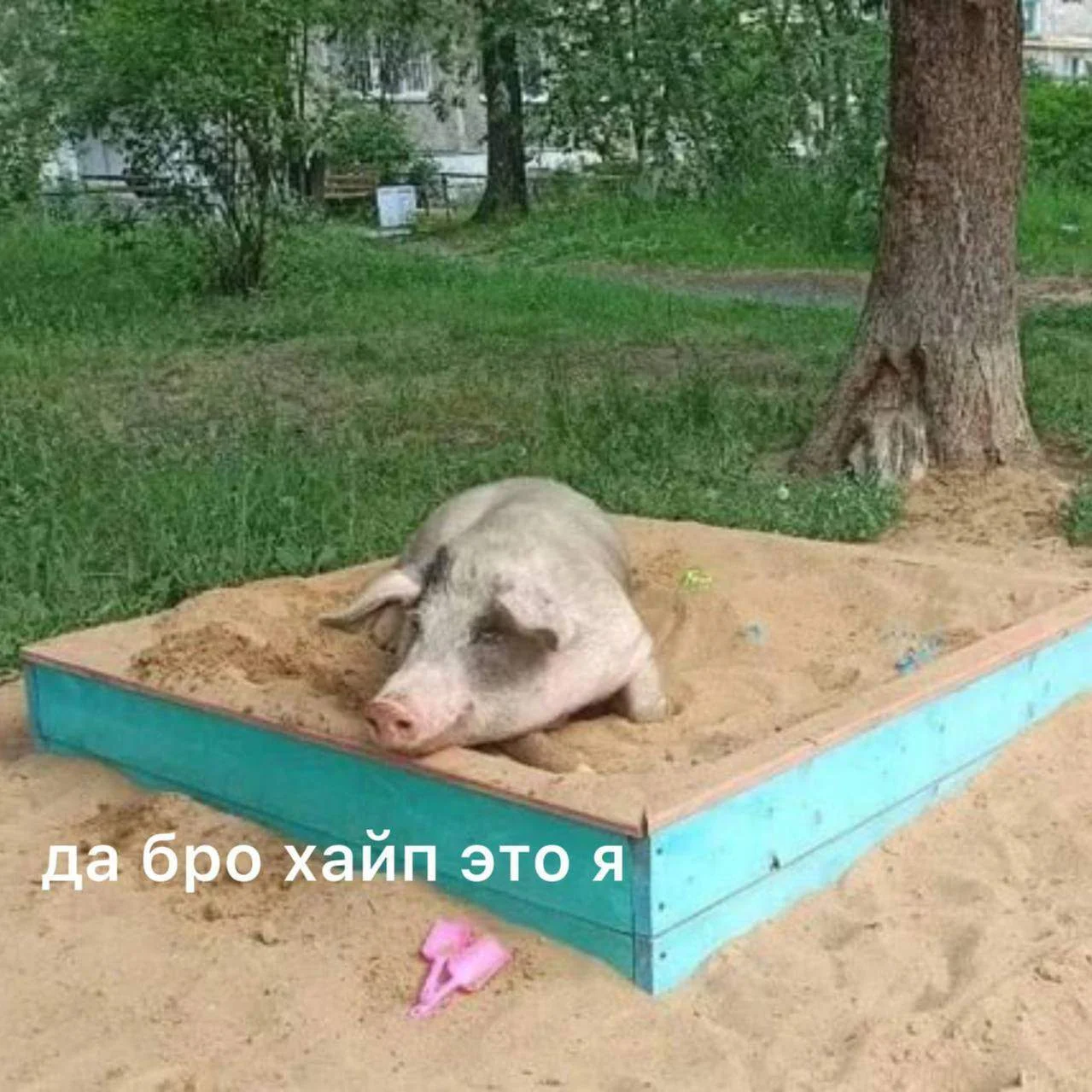 Ревдинских свинок передадут новым владельцам