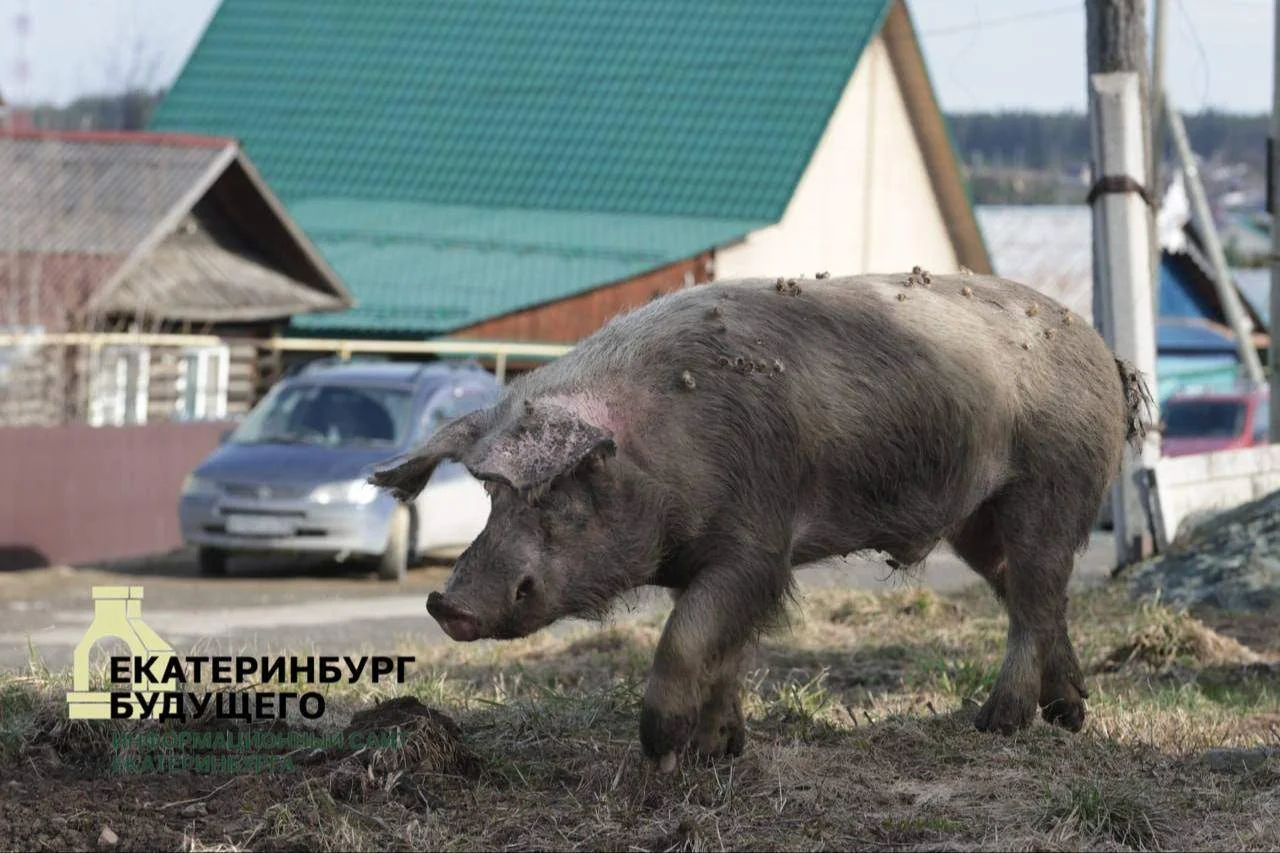 Свиньи снова разгуливают по&nbsp;Ревде 