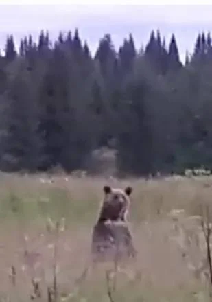 Черновик